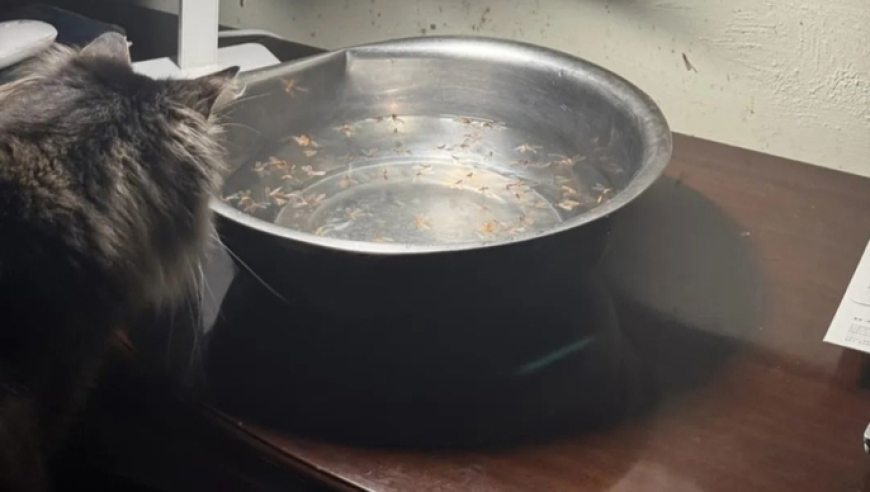 女大学生224斤到110斤减掉半个自己,今期鸡猴蛇出特开出什么生肖号特,展开解析落实_铂金版V10.4